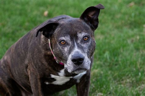 arched back doggy|Hunched Back In Dogs: 11 Possible Reasons